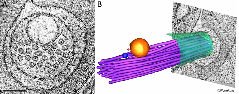 ETFIG 3: Electron tomogram of a touch dendrite.